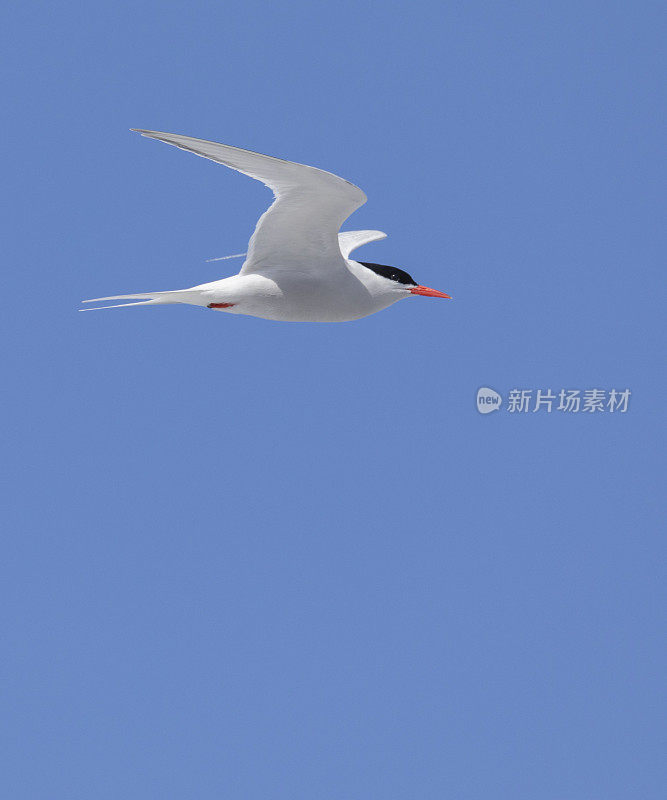 A South American Tern, Sterna hirundinacea, Gaviotín Sudamericano, flying: Falklands